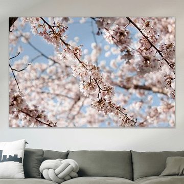 Japanse Sierkersen Bloesem