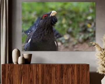 Capercaillie ( Tetrao urogallus ), gedetailleerde close-up van een parende haan, Europa.