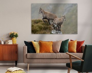 Steinböcke ( Capra ibex ), wildlife, zu zweit, unterwegs in den Schweizer Alpen. von wunderbare Erde