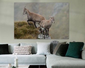 Steenbokken ( Capra ibex ), wilde dieren, in paren, onderweg in de Zwitserse Alpen.