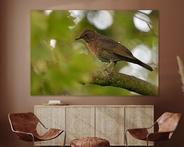 Vrouwelijke merel ( Turdus merula ) in natuurlijke omgeving, Duitsland. van wunderbare Erde