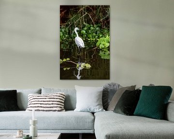 witte reiger in De Nijl in Uganda