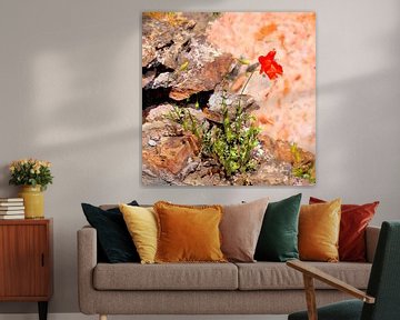 Poppies are growing everywhere von Andreas Wemmje