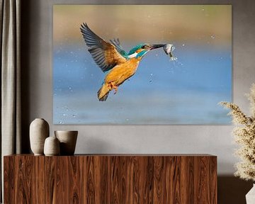 Kingfisher - In a flash by Kingfisher.photo - Corné van Oosterhout