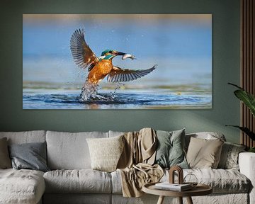 Martin-pêcheur - En un clin d'œil sur IJsvogels.nl - Corné van Oosterhout
