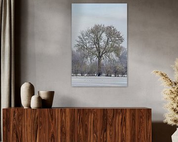 Landelijke bomen- en heggenrij in de winter, Nederrijn, Noordrijn-Westfalen, Duitsland. van wunderbare Erde