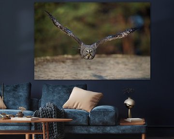 Great Grey Owl ( Strix nebulosa ) in dynamic flight, frontal shot, Europe. by wunderbare Erde