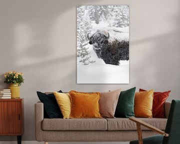 American bison ( Bison bison ) in winter, old bull covered with snow by wunderbare Erde