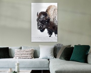 American Bison ( Bison bison ) tijdens sneeuwval, Yellowstone National Park, USA.