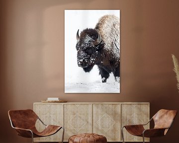American Bison ( Bison bison ) tijdens sneeuwval, Yellowstone National Park, USA. van wunderbare Erde