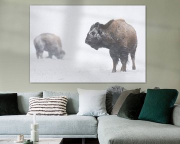 Bison américain / Bisons ( Bison bison ) dans un hiver rigoureux, lors d'un blizzard, d'une tempête  sur wunderbare Erde