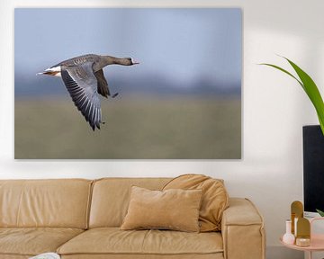 Blässgans ( Anser albifrons ) im Flug, wildlife, Niederrhein, Nordrhein-Westfalen..
