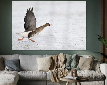 White-fronted Goose ( Anser albifrons ), arctic winter guest, running for take off, wildlife, Europe by wunderbare Erde