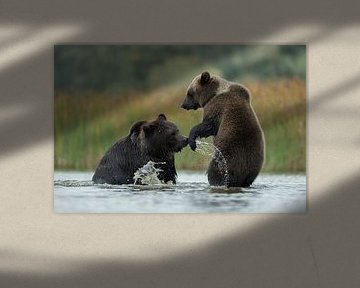 Europäische Braunbären ( Ursus arctos ) bei einer spielerischen Auseinandersetzung im flachen Wasser von wunderbare Erde