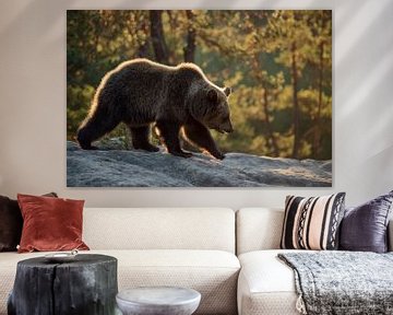 European Brown Bear ( Ursus arctos ), walking over rocks, first warm morning light, backlit, Europe. by wunderbare Erde