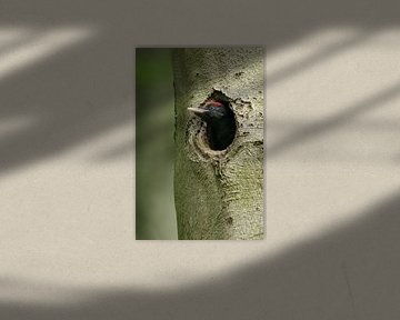 Schwarzspecht ( Dryocopus martius ), junges, fast flügges Männchen, schaut aus der Nisthöhle, wildli von wunderbare Erde