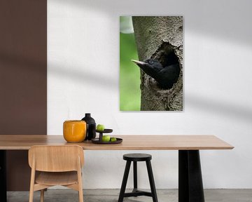 Schwarzspecht ( Dryocopus martius ), junges Weibchen, schaut aus ihrer Nisthöhle, wildlife, Europa. von wunderbare Erde