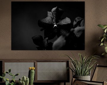 Schwarzweiß Nahaufnahme Orchidee, Blume dunkler Hintergrund von Sabine Keijzer