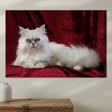 Perzische poes Silver Shaded