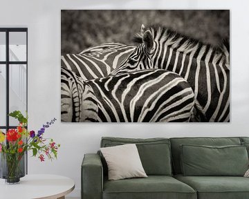 Zebra in a group by Ed Dorrestein