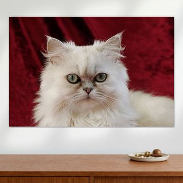 Perzische poes Silver Shaded by Berlinda Kers