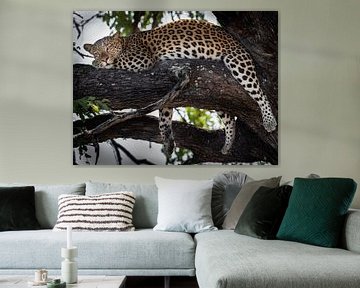 Leopard von Marc Van den Broeck