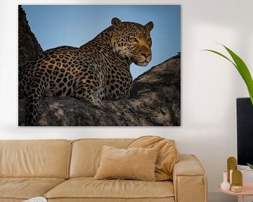 Leopard im Baum von Marc Van den Broeck