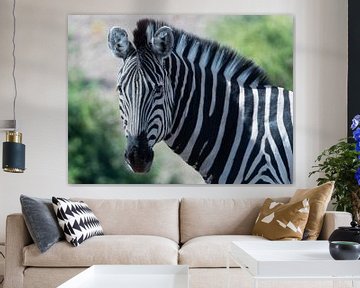 zebra frontaal van Marc Van den Broeck