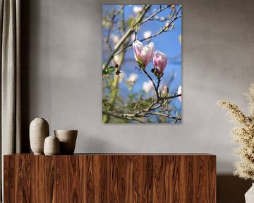 Lente Magnolia bloemen