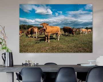 Niederländische Kühe auf der Wiese von Jordi Sloots