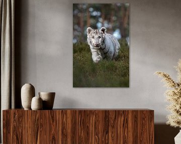 Tijger/koningstijger ( Panthera tigris ) in het kreupelhout van een bos. van wunderbare Erde