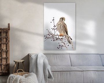 Torenvalk ( Falco tinnunculus ), vrouwelijke torenvalk in de winter, wilde dieren, Europa. van wunderbare Erde