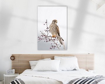 Turmfalke ( Falco tinnunculus ), Turmfalkenweibchen im Winter, wildlife, Europa. von wunderbare Erde