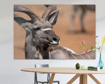 portret van een mannetjes kudu van Ed Dorrestein