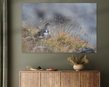 Rock Ptarmigan ( Lagopus muta ) in zijn natuurlijke omgeving in de Zwitserse Alpen, fauna, Europa. van wunderbare Erde