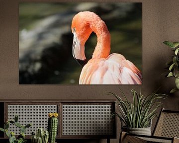 Flamingo in the sun by Melissa Peltenburg