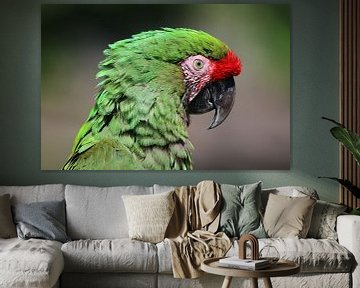 Close-up van kleurrijke Macaw