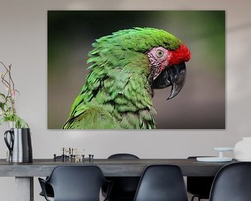Close-up van kleurrijke Macaw van Melissa Peltenburg