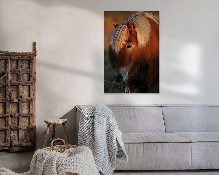 Sfeerimpressie: IJslands paard, deels in zonlicht van Melissa Peltenburg