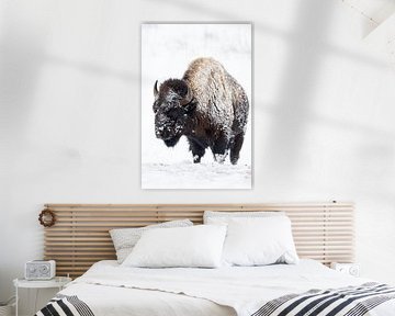 Amerikaanse Bison ( Bison bizon ) in de harde winter, de vacht ingelegd met sneeuw en ijs, wild, USA van wunderbare Erde