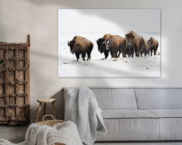 Amerikanische Bisons ( Bison bison ), kleine Herde, trottet durch den Schnee, Yellowstone NP, USA. von wunderbare Erde