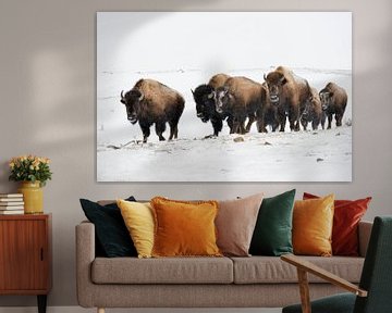 Amerikaanse bizon ( Bison bison ), kleine kudde, dravend door de sneeuw, Yellowstone National Park,  van wunderbare Erde