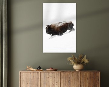 Bison, American Bison ( Bison bison ) stormen door de sneeuw, wilde dieren, USA. van wunderbare Erde
