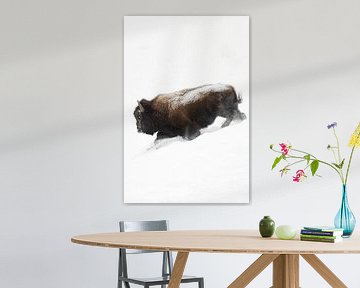 Bison, Amerikanischer Bison ( Bison bison ) stürmt durch aufstiebenden Schnee, wildlife, USA. von wunderbare Erde