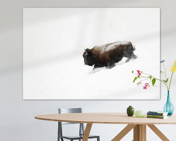 Bison, Amerikaanse Bison ( Bison bison ) breekt door sneeuw, wild, USA. van wunderbare Erde