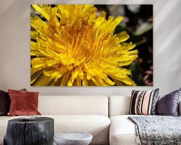 Dandelion by Marieke Funke