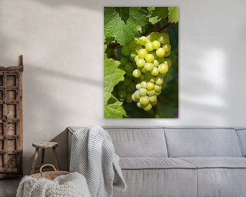 Bunch of grapes on tree in Stellenbosch, South Africa by Melissa Peltenburg