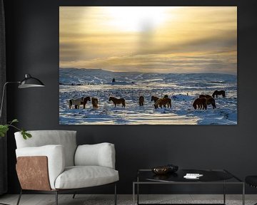 IJslandse paarden in de winter