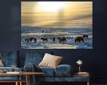 Icelandic horses in winter by Melissa Peltenburg