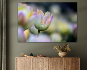 tulips in pastel shade 1 by de buurtfotograaf Leontien